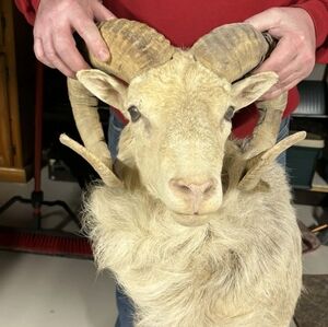 Taxidermy Dall Sheep Shoulder Mount with Curved Horns